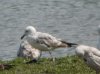 Caspian Gull at Wat Tyler Country Park (Steve Arlow) (54990 bytes)